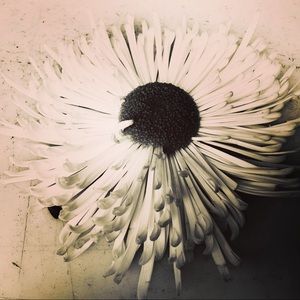 Meet your Posher, Jacquie